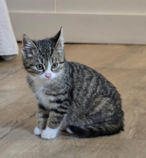 ***JAMILA - bezauberndes Katzenmädchen!*