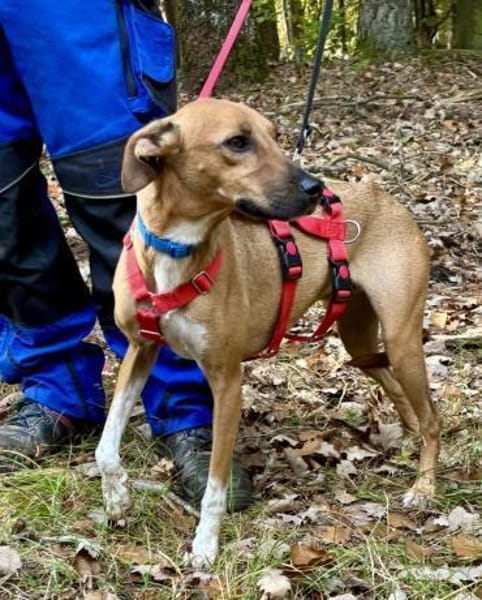 Miki, gut sozialisiert, agil, verspielt