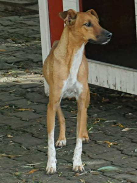 Miki, gut sozialisiert, agil, verspielt