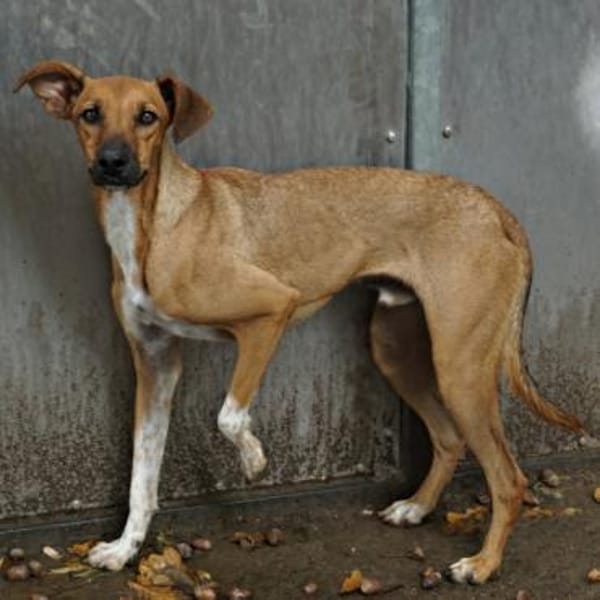 Miki, gut sozialisiert, agil, verspielt