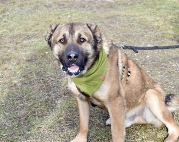 Schenkst du Lincoln ein Zuhause?