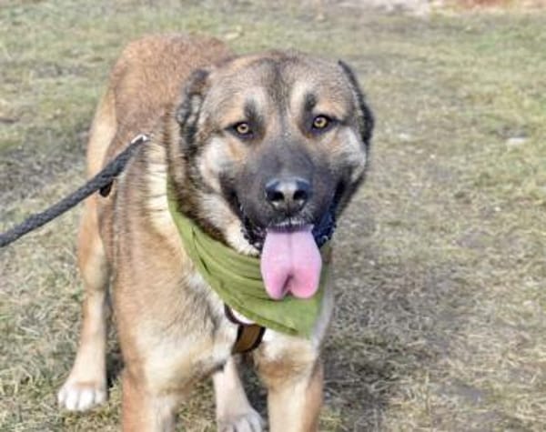 Schenkst du Lincoln ein Zuhause?