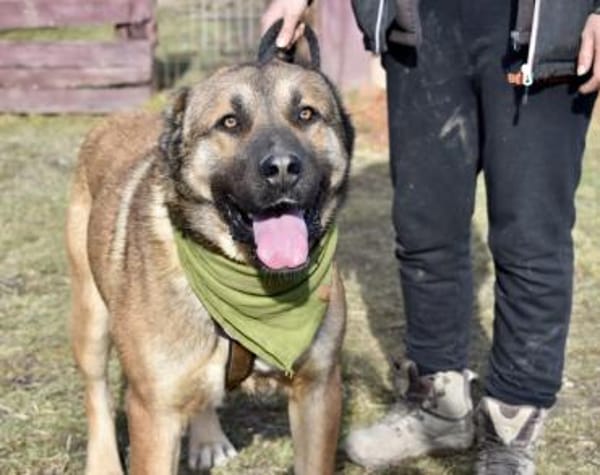 Schenkst du Lincoln ein Zuhause?