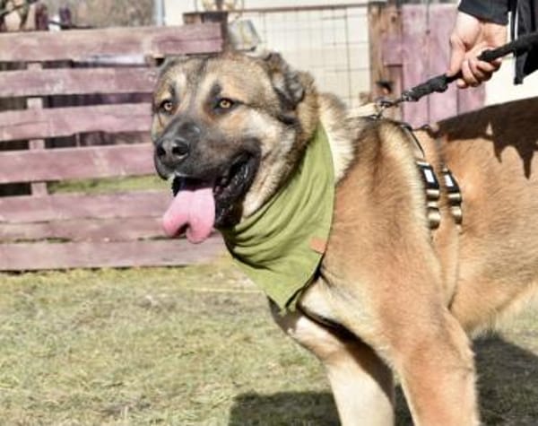 Schenkst du Lincoln ein Zuhause?