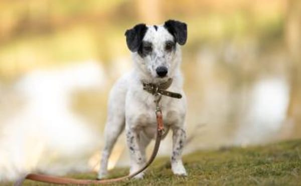 Spotty sucht hundeerfahrene Menschen