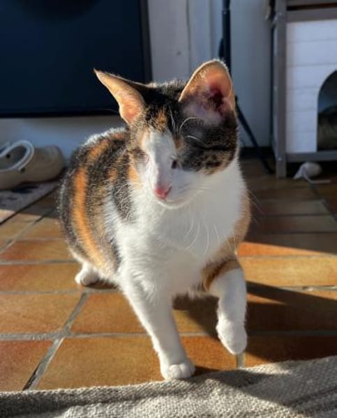 Lori sucht geduldiges Zuhausee