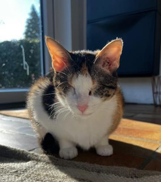 Lori sucht geduldiges Zuhausee