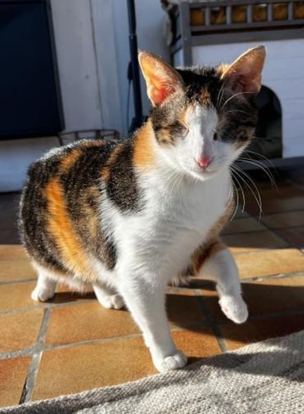 Lori sucht geduldiges Zuhausee