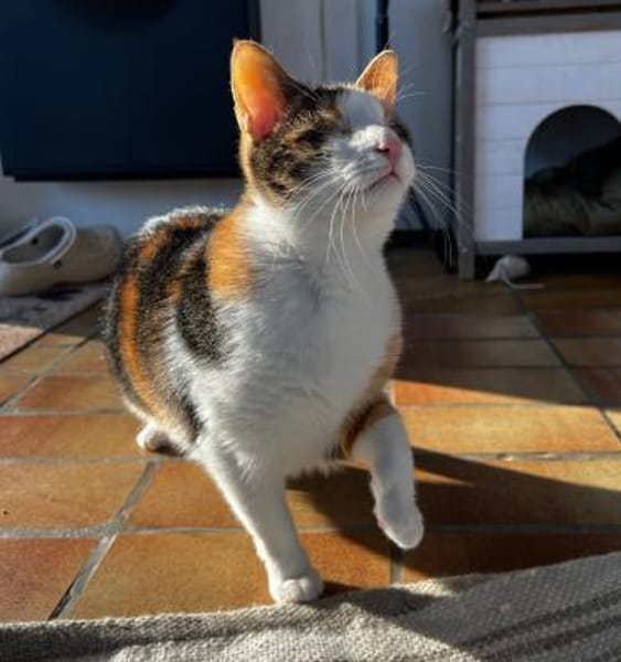 Lori sucht geduldiges Zuhausee