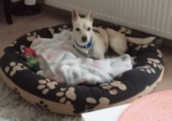 Oscar, freundlich, verspielt, offen