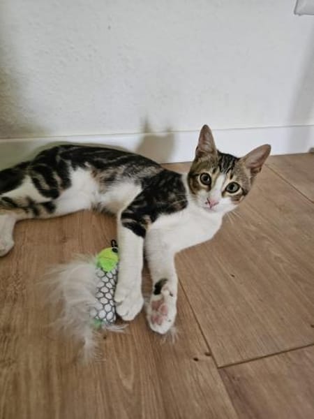 Nico und Nika suchen Dich