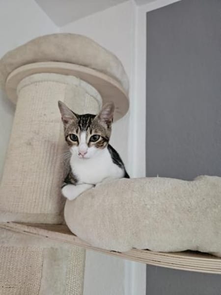 Nico und Nika suchen Dich