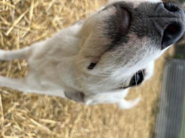 Paula sucht ihre Menschen