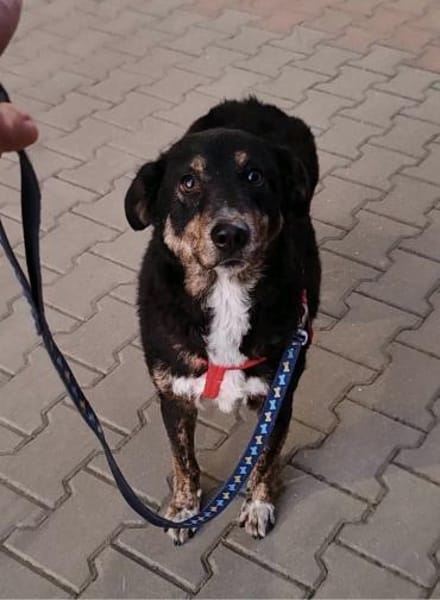 Selma - Lebensfreude pur trotz Handicap