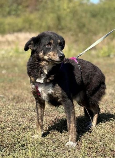 Selma - Lebensfreude pur trotz Handicap