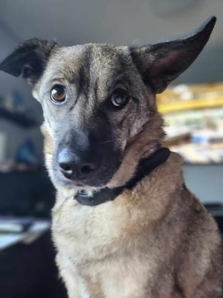 Honey❤ sucht Hundekenner mit Herz