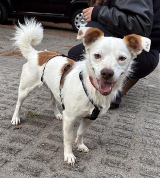 Pamela, aufgeweckt, verschmust, offen