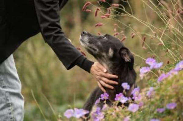 CHUTCHI -liebe, sensible Hündin-