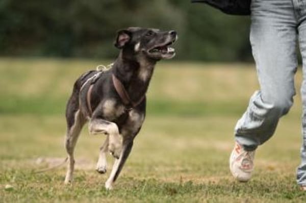 CHUTCHI -liebe, sensible Hündin-