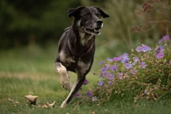 CHUTCHI -liebe, sensible Hündin-