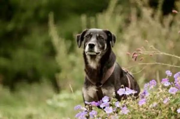 CHUTCHI -liebe, sensible Hündin-