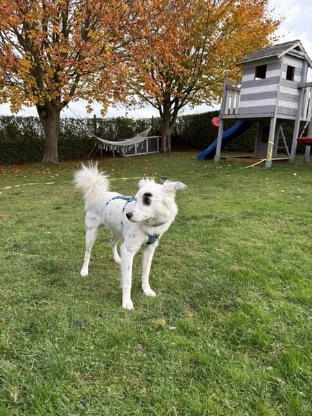 Kuscheliger Charlie sucht aktives Heim