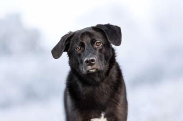 KELDA -neugierig, verschmust & verspielt