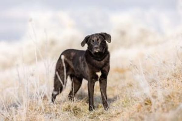 KELDA -neugierig, verschmust & verspielt