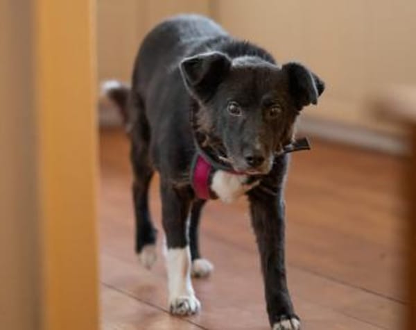 Wer erfüllt Halona ihren Traum?