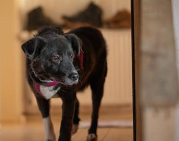 Wer erfüllt Halona ihren Traum?