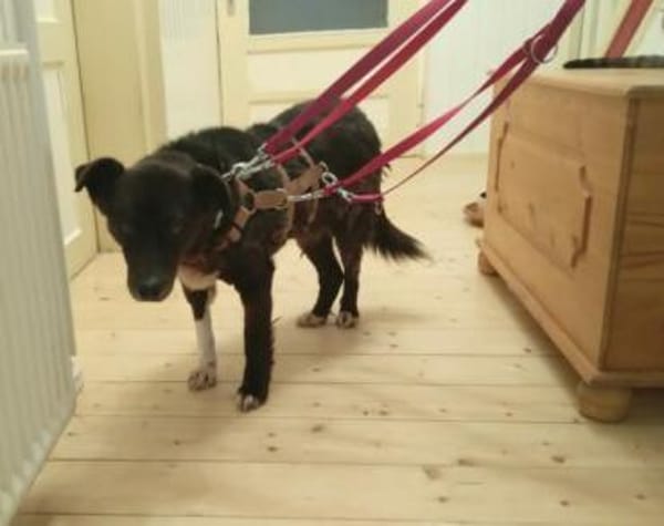 Wer erfüllt Halona ihren Traum?