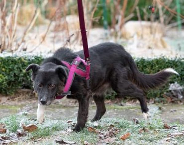 Wer erfüllt Halona ihren Traum?