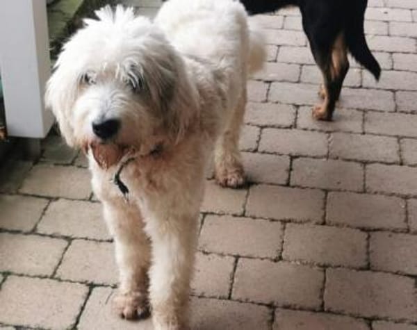 Akai sucht ein aktives Zuhause