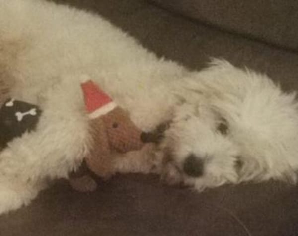 Akai sucht ein aktives Zuhause