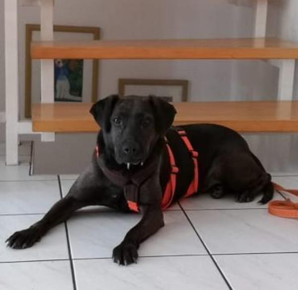 Notfall Nessi sucht ein ruhiges Zuhause