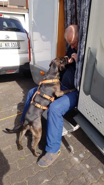 Notfall Nessi sucht ein ruhiges Zuhause