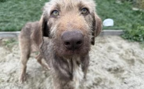 Wer schenkt der tollen Polli sein Herz?