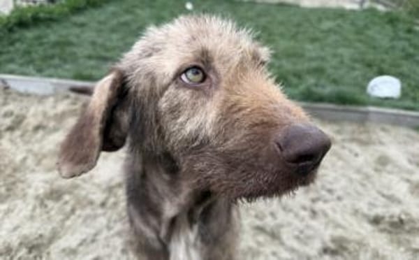 Wer schenkt der tollen Polli sein Herz?