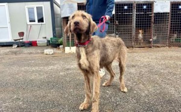 Wer schenkt der tollen Polli sein Herz?