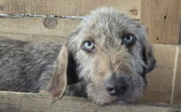 Wer schenkt der tollen Polli sein Herz?