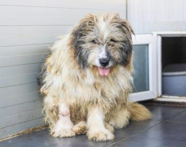 WUSCHEL sucht einfühlsames Zuhause!