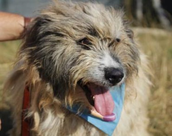 WUSCHEL sucht einfühlsames Zuhause!