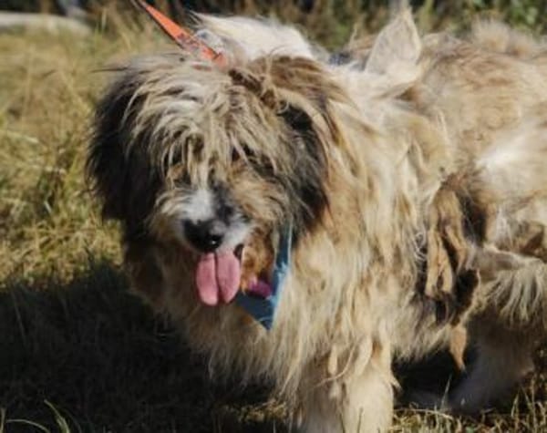 WUSCHEL sucht einfühlsames Zuhause!