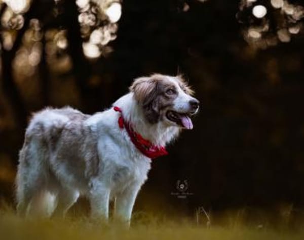 Rey sucht dringend ein neues Zuhause!