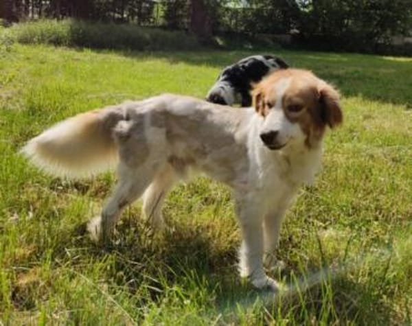 Rey sucht dringend ein neues Zuhause!