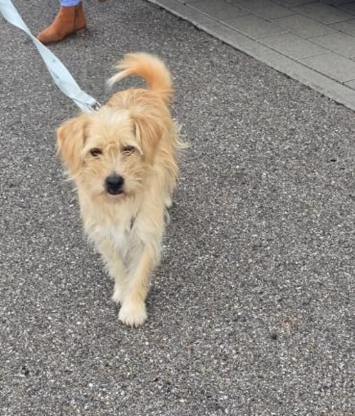 Freundlicher Pepe sucht eine Familie