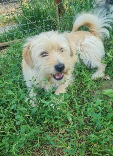 Freundlicher Pepe sucht eine Familie