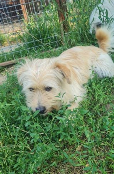 Freundlicher Pepe sucht eine Familie