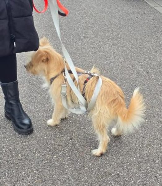 Freundlicher Pepe sucht eine Familie