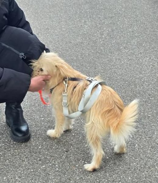 Freundlicher Pepe sucht eine Familie